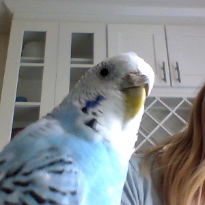 Parakeet, Budgie, or Budgerigar