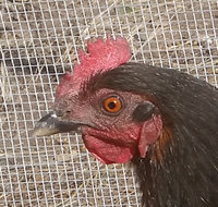 Betty - 20181201-0000_7.jpg