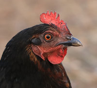 Betty - 20181207-7750.JPG