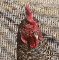 Fudge Stripes - 20181201-0000_2.jpg