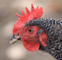 Fudge Stripes - 20181207-7734.JPG