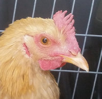 Ken - 20181128-0000_1.jpg