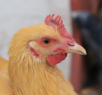 Ken - 20181207-7754.JPG