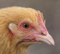 Barbie - 20181207-7715.JPG