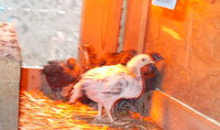 DSCN3654.JPG