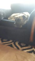 sarge saturday.jpg