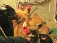 13dec14pets438.jpg