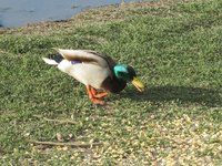 IMG_1951.jpg