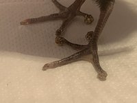 IMG_0699.JPG