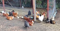 my chickens.jpg