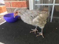 Lavander Araucana 1.jpg