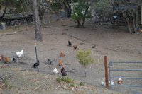 chickens in december.jpg
