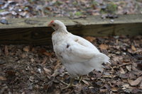 IMG_8295.JPG