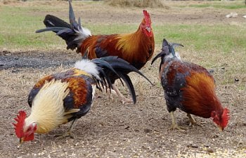 Dealing with and Taming Aggressive Roosters