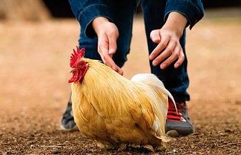 Dealing with and Taming Aggressive Roosters  BackYard Chickens - Learn How  to Raise Chickens