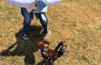 Dealing with and Taming Aggressive Roosters