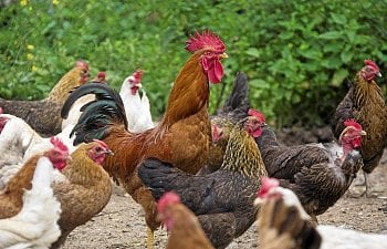 Dealing with and Taming Aggressive Roosters  BackYard Chickens - Learn How  to Raise Chickens