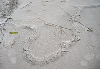 Beach-Mole-Burrow-5.jpg