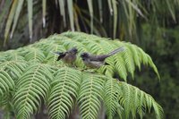 Fantail 1.jpg Fantail 1.jpg