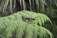Fantail 2.jpg Fantail 2.jpg