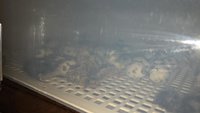 quails.jpg