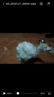 Screenshot_2018-12-17-20-54-42-217_com.miui.videoplayer.png
