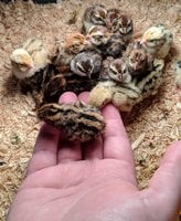 quail chics.jpg