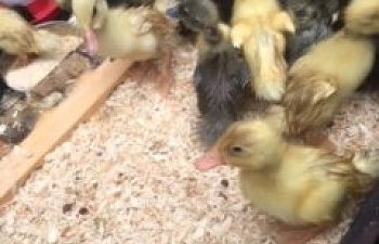 ducks.JPG ducks.JPG