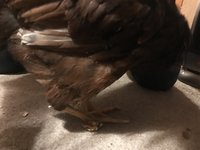 241B5356-50C6-4782-8817-654786B59367.jpeg