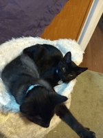 Kittens 1.JPEG