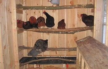 Chicken-Roost-Bar.jpg Chicken-Roost-Bar.jpg