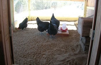 Insulating Your Coop! 