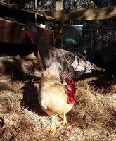turkey and roo.jpg
