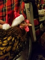 20171208_225248.jpg