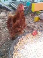 20181129_085020.jpg