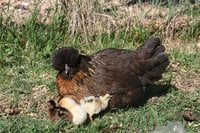 IMG_1069.JPG