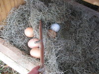 IMG_0787.JPG