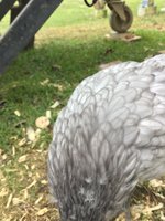 A3215F4E-D74B-40F5-82BF-BD5D008CB560.jpeg