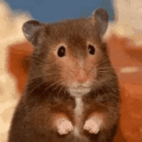 tenor.gif