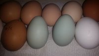 20181231_First Blue Eggs.jpg
