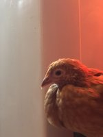 4BD4A5E7-AD04-4BBD-8740-3F2929EC0865.jpeg