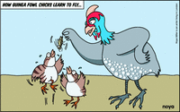 guinea keets cartoon.gif