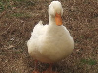 DSCF3732.JPG