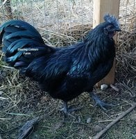 AyamCemani1FB.jpg