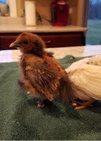 silkie at 4 weeks.jpg