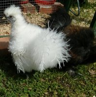 a beautiful awesome Opal 11 weeks old.jpg