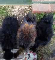 a beautiful awesome Lulu, Sonny & Raven 11 weeks old.jpg