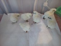 a beautiful chicks.jpg