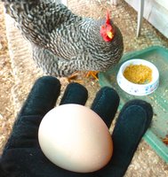 1st Jan egg.jpg