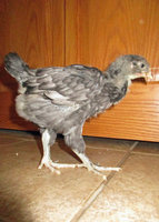 blue orp 1.jpg